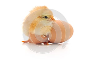 Chicken and an egg shell