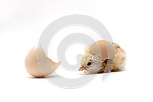 Chicken and an egg shell on white background.Newborn yellow chicken with eggshell
