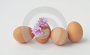A chicken egg, a traditional Easter symbol, decorated with a fresh spring flower. Group of brown eggs on a white