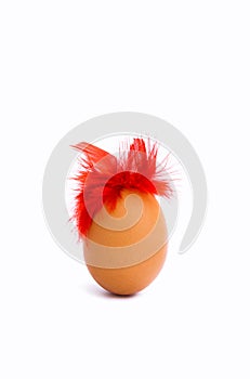 Chicken egg white background red feathers isoiated hair brown gag one