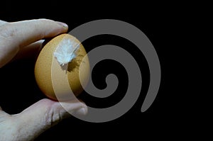 Chicken egg with a white feather of a chick in hand on a black background. Concept of saving life