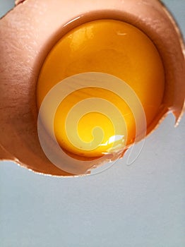 Chicken Egg Yolk