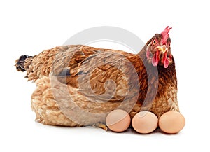 Chicken with eggs