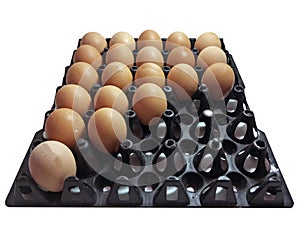 Chicken Eggs