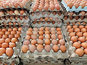 Chicken eggs arranged on tiered cartons
