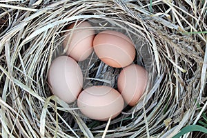 Chicken eggs in a arranging nest - Easter composition