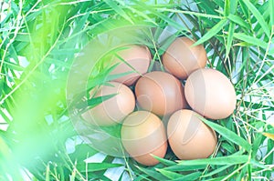 Chicken eggs on bamboo leaves