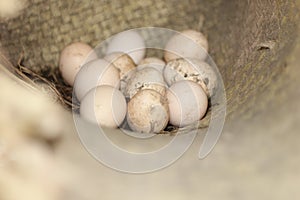 chicken eggs in a basket made of nylon rope with a straw mat