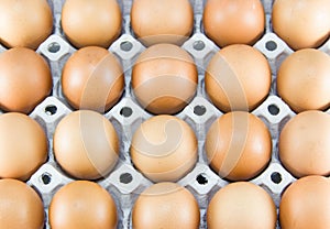 Chicken eggs of brown color in cardboard cells