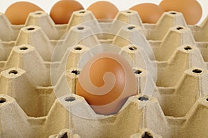Chicken eggs  in cardboard egg crate