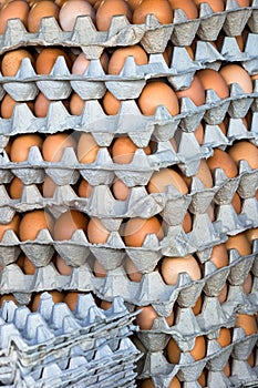 Chicken eggs in cartons