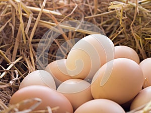 Chicken eggs in chicken nest