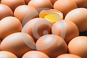 Chicken eggs and egg yolk