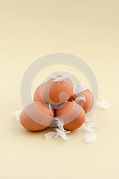 Chicken eggs and feathers on a light yellow-green background