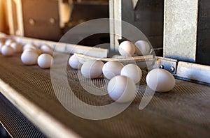 Chicken eggs go through the transporter and the worker settles the eggs in special trays, packing of chicken eggs, production