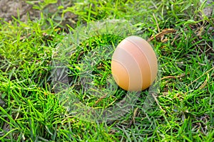Chicken eggs on grass