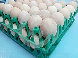 Chicken eggs in green plastic cells