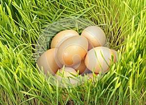 Chicken eggs between green wheat