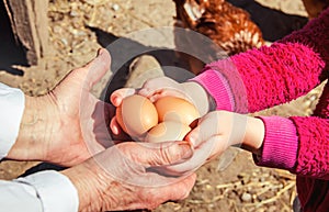 Chicken eggs in hands.