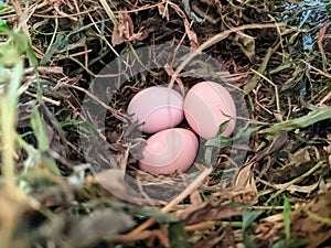 Chicken eggs in a hay nest. on a simple free-range chicken farm