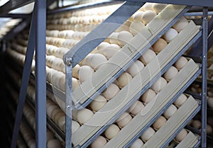 Chicken eggs in incubator