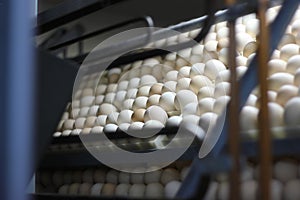 Chicken eggs in incubator