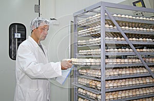 Chicken eggs in incubator