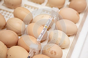 Chicken eggs in an incubator.