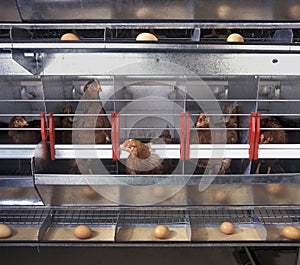 Chicken and eggs inside a chicken farm