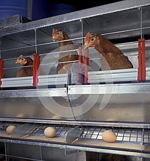 Chicken and eggs inside a chicken farm