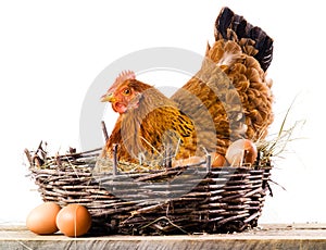 Chicken with eggs isolated on white