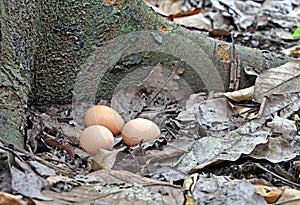 Chicken Eggs Laid in Garden