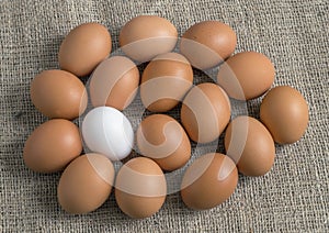 Chicken eggs, laid out in the form of one large egg
