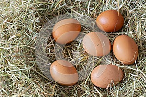 Chicken eggs laying on a bed od meadow hay