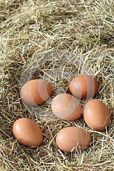 Chicken eggs laying on a bed od meadow hay