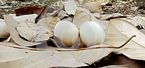 Chicken Eggs, Laying hens, Indonesia West Java, Experience, Local chicken