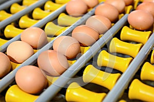 Chicken eggs move along a conveyor in a poultry farm. Food industry concept, chicken egg production.