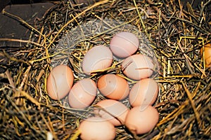 Chicken eggs in the nest