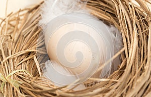 Chicken eggs in a nest with feather