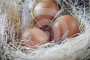 Chicken eggs in a nest with hay Easter farm horizontal macro