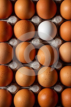 One white egg surrounded by brown chicken eggs