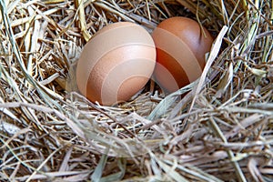 Chicken eggs in the ovary