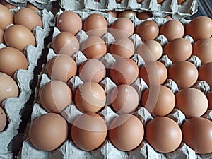 chicken eggs placed on the egg tray