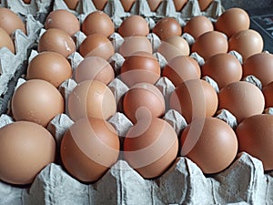 chicken eggs placed on the egg tray