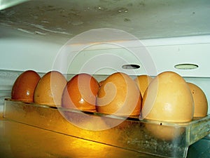 Chicken eggs in refrigerator