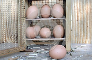 chicken eggs in a rustic box opening on wooden background