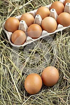 Chicken eggs in a tray and in hay