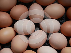 Chicken eggs of various color, hues and structure raw gourmet product