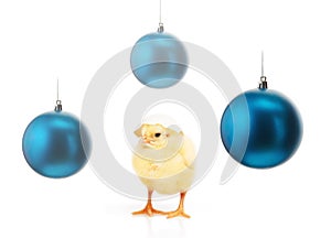 Chicken with eggshell and blue christmas balls isolated on white