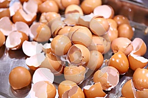 Chicken eggshell fragments